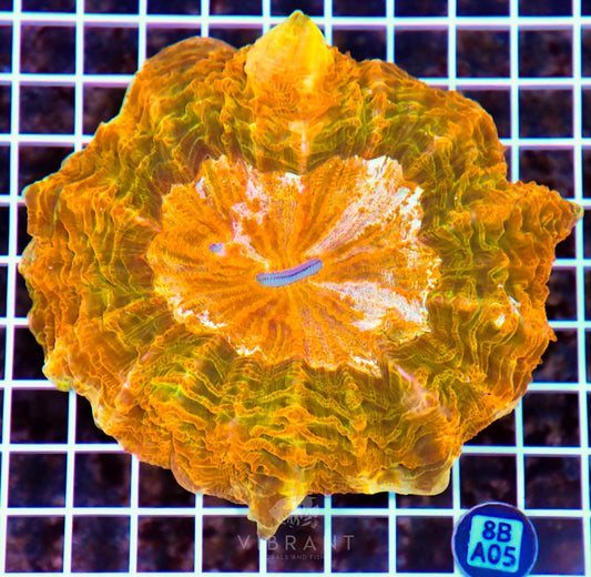Acanthophyllia INDO W