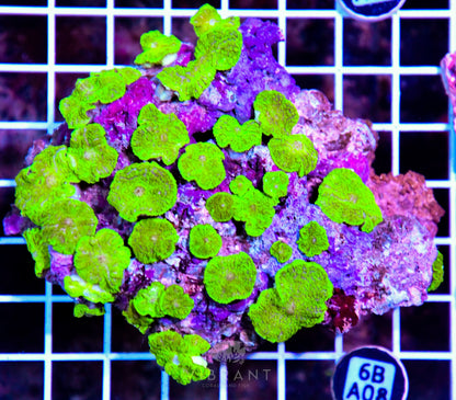 Mushroom INDO W