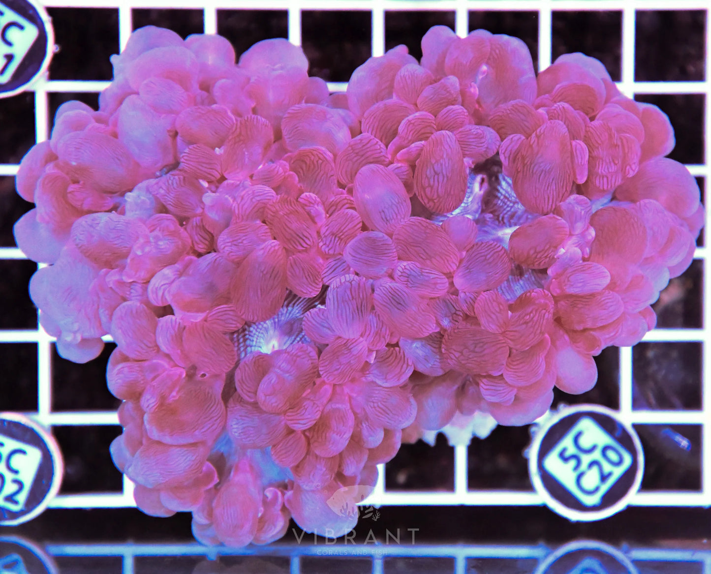 Bubble Coral AUS