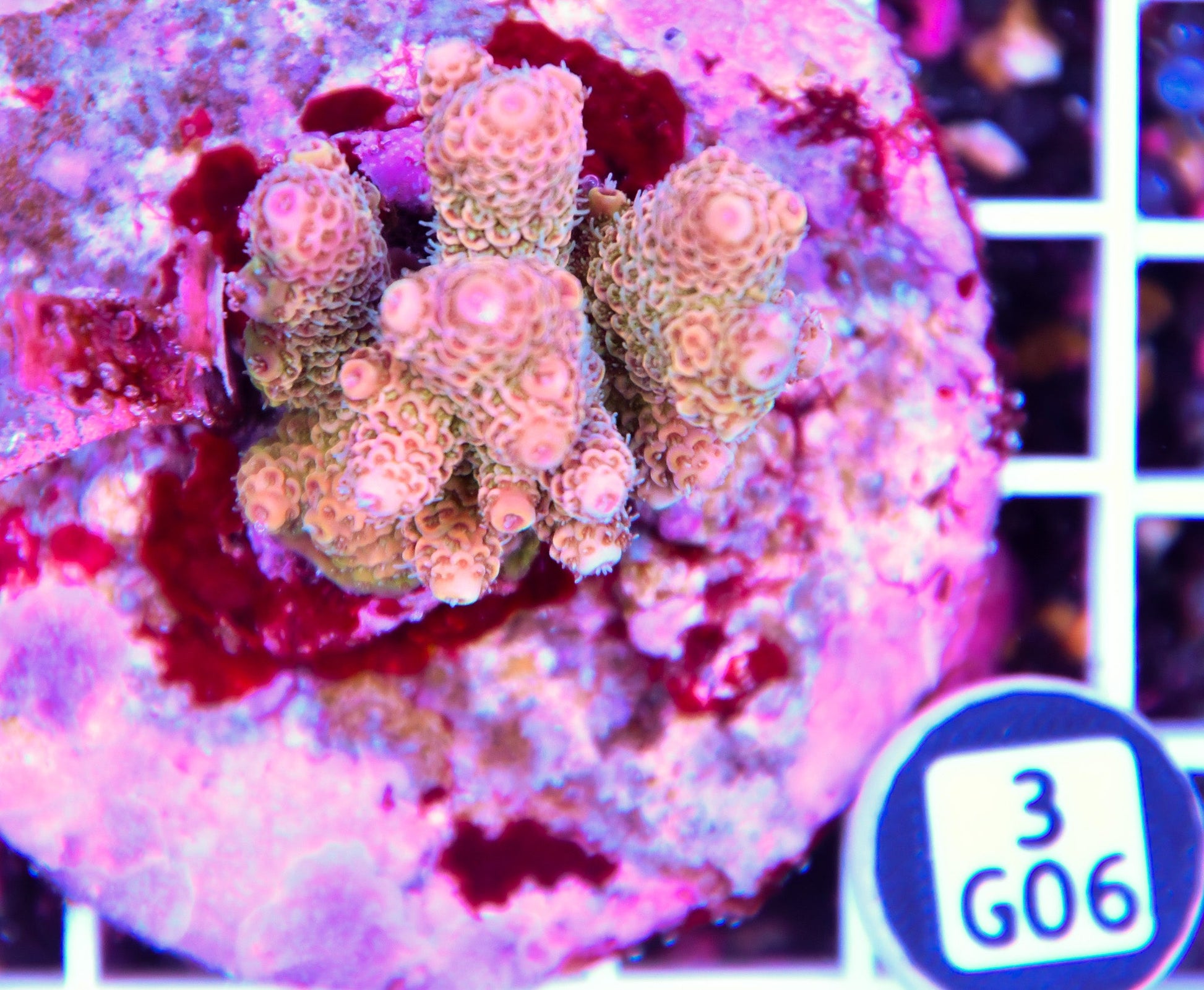 Acro INDO