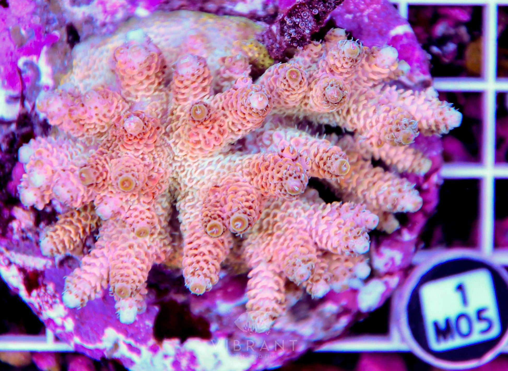 Acro INDO