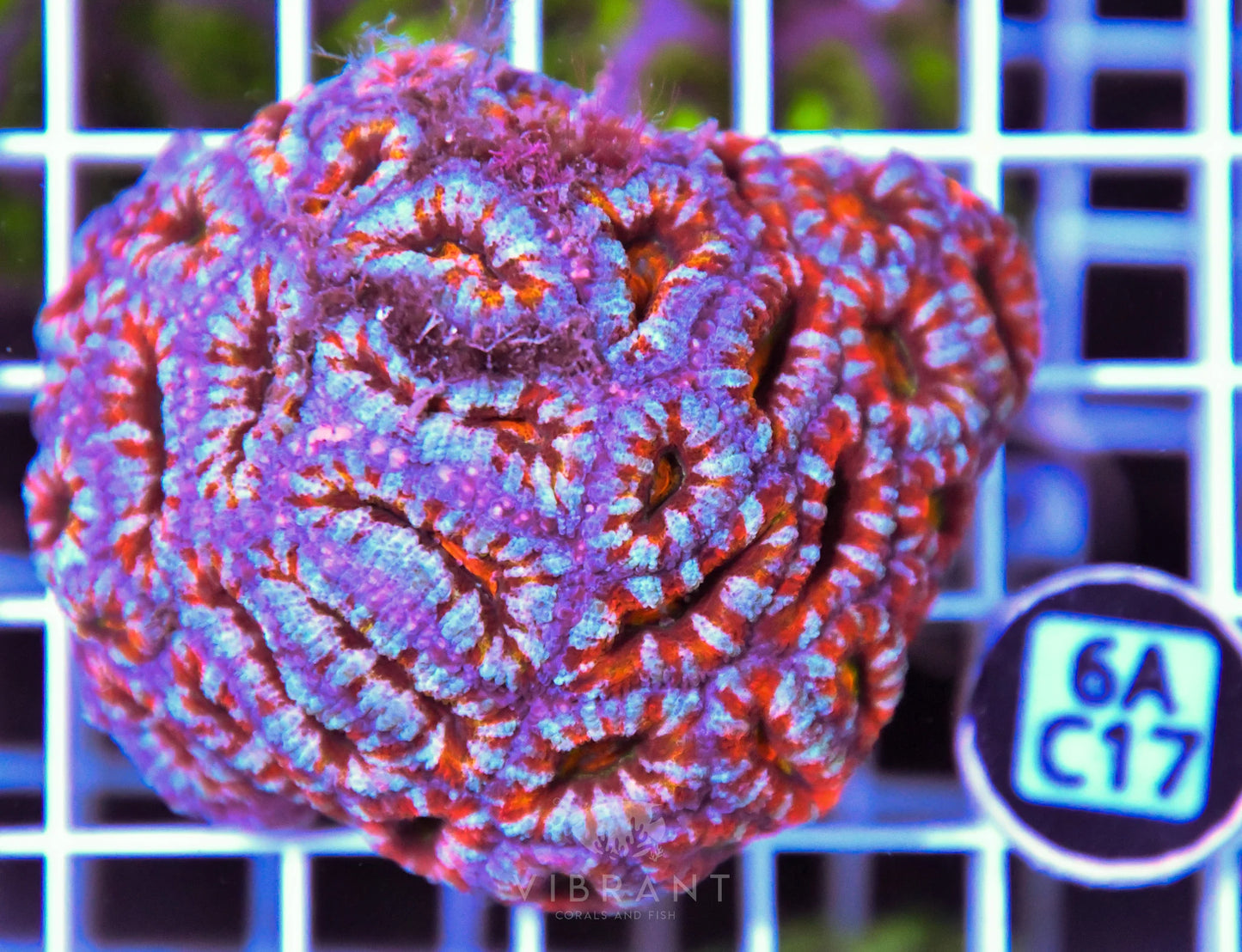 Acan Lord AUS