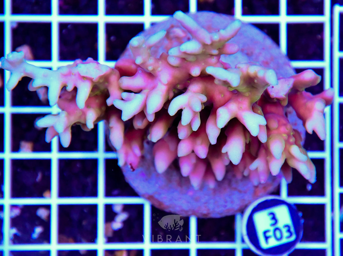 Acro INDO