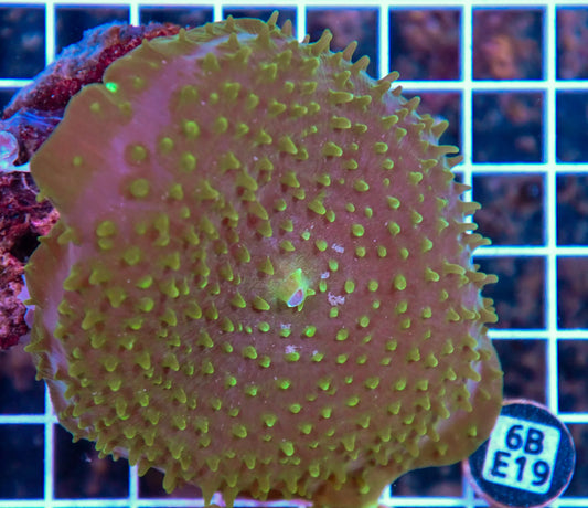 Mushroom INDO