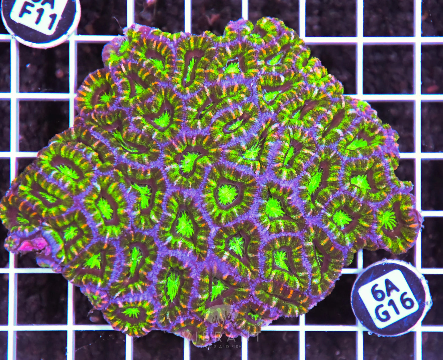 Acan Lord AUS
