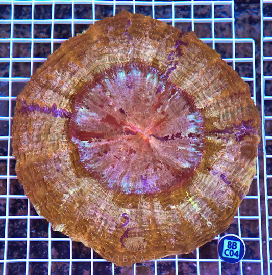 Acanthophyllia INDO W