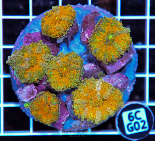 Mushroom INDO