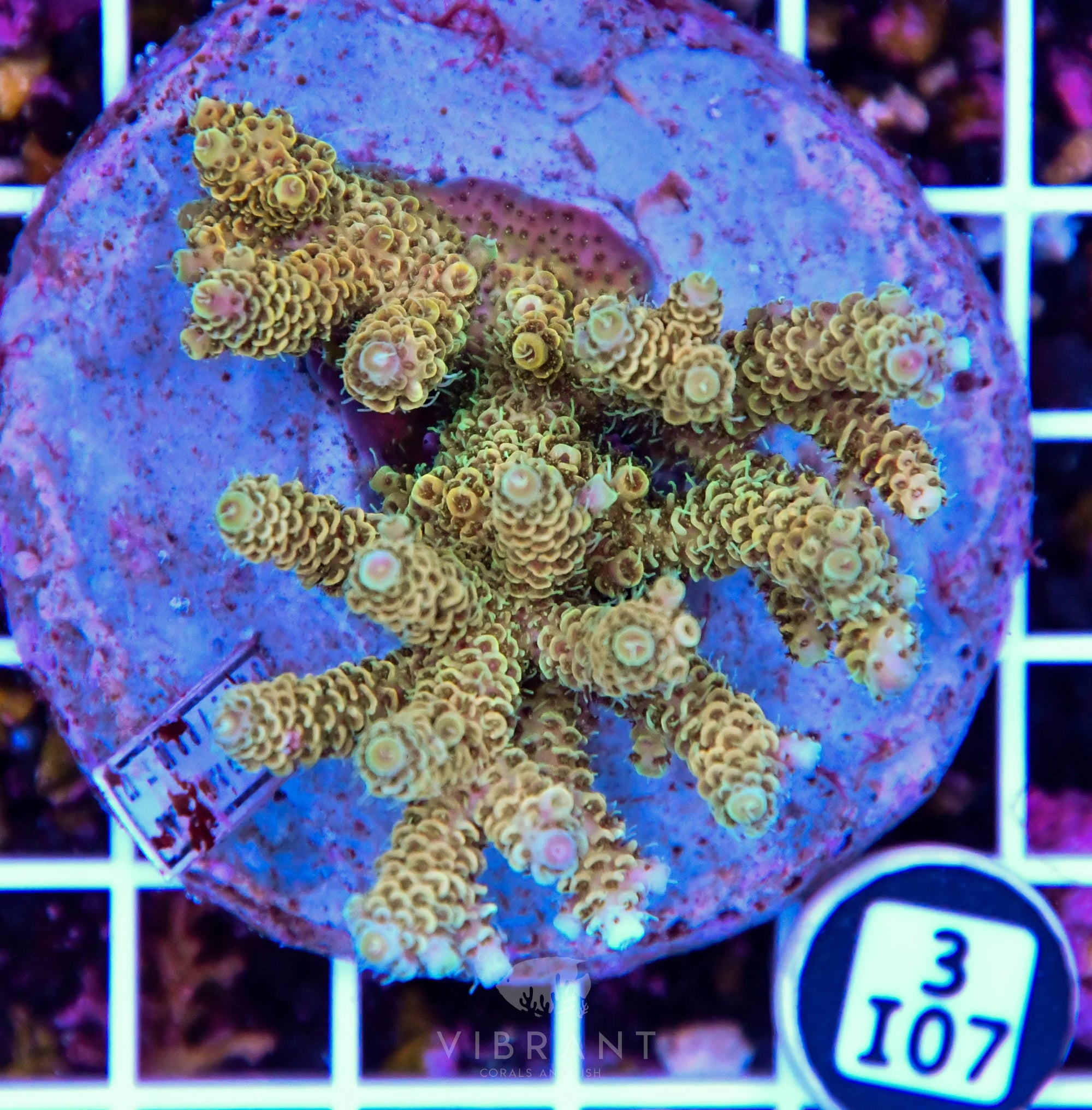Acro INDO