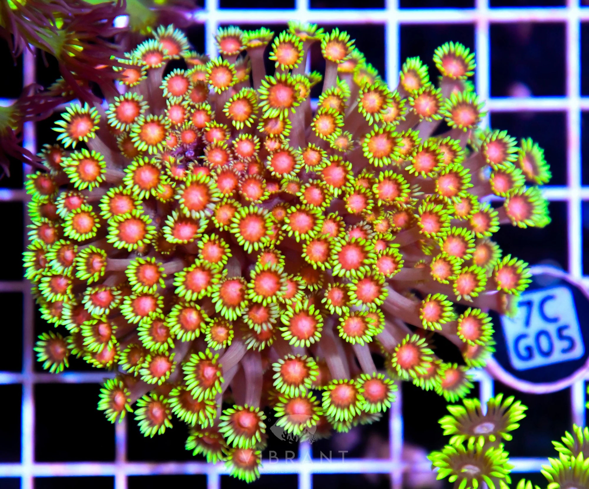 Goniopora INDO W
