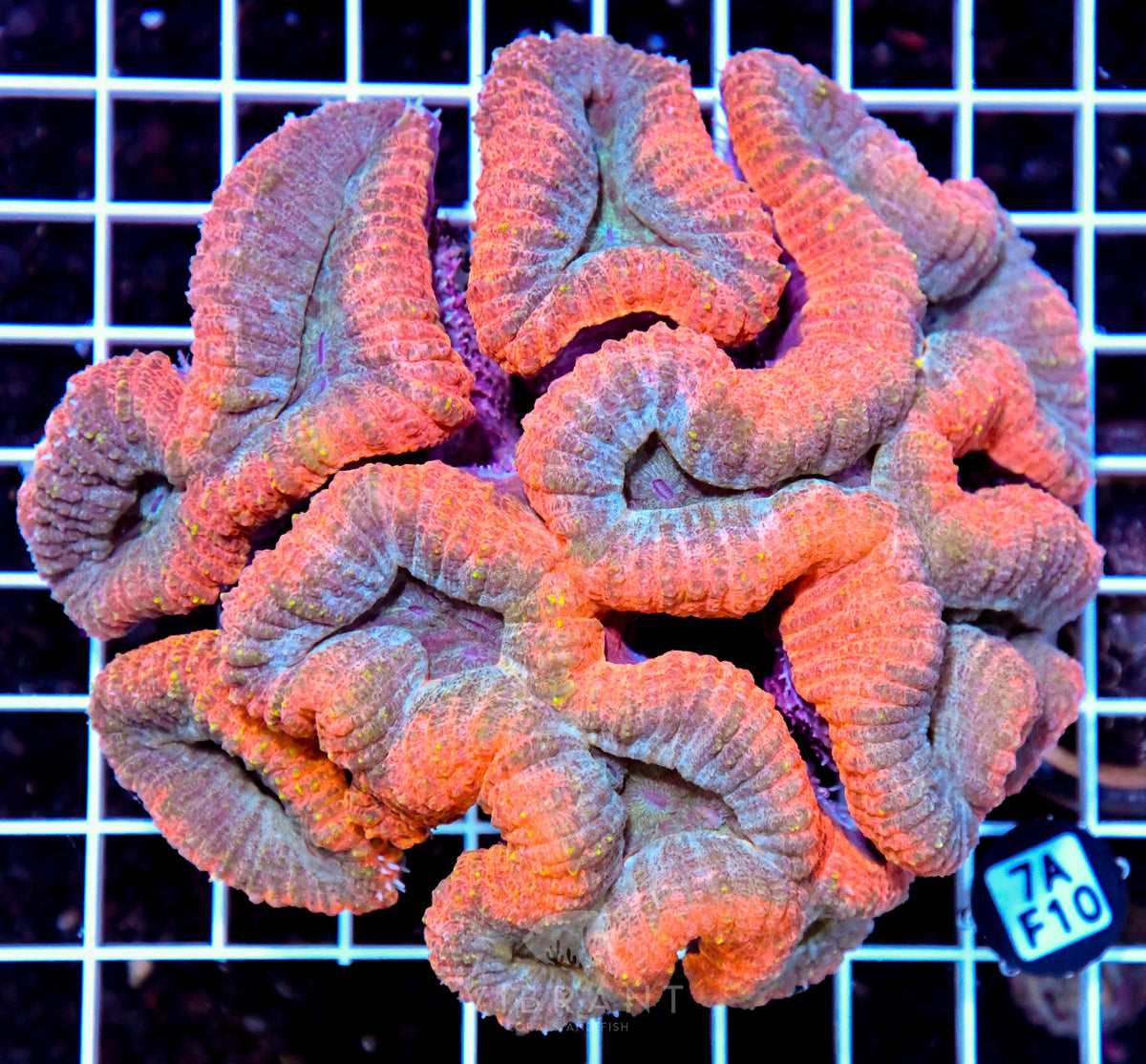 Symphyllia INDO W