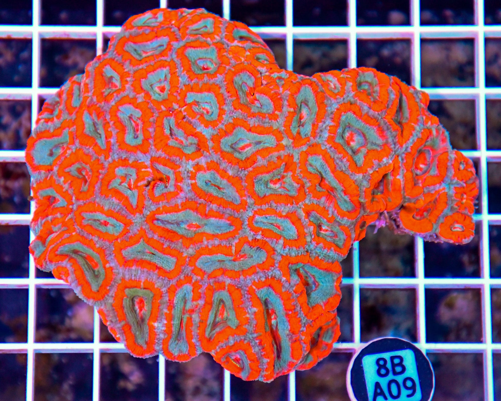 Micromussa WAUS