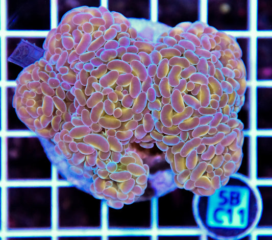 Hammer Branching INDO Halogram