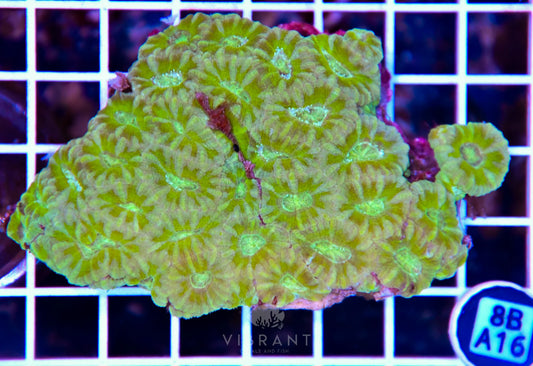 Micromussa INDO W