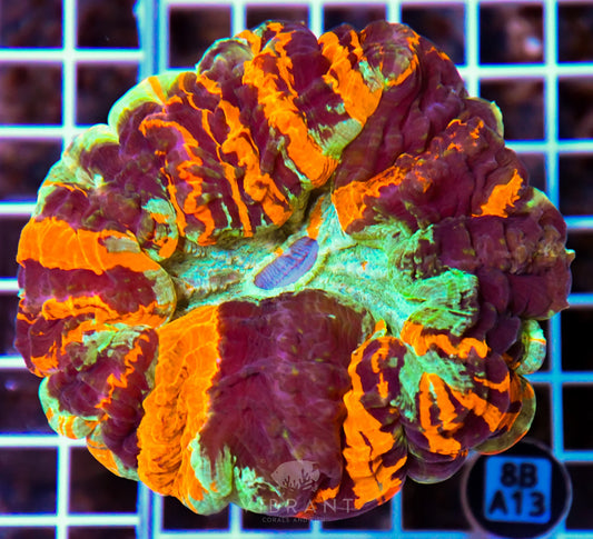 Acanthophyllia INDO W