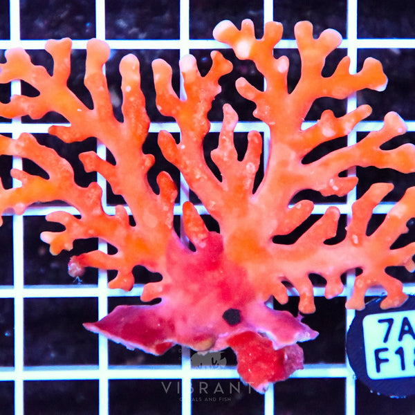 Lace Coral AUS