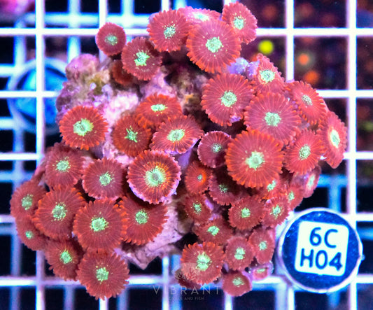 Zoa INDO W