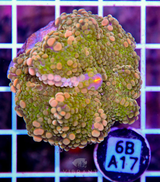 Mushroom INDO