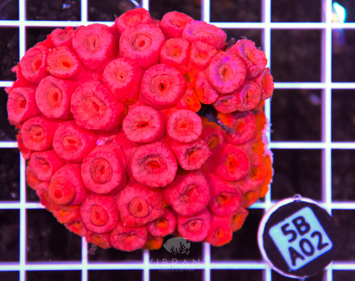 Sun Coral INDO