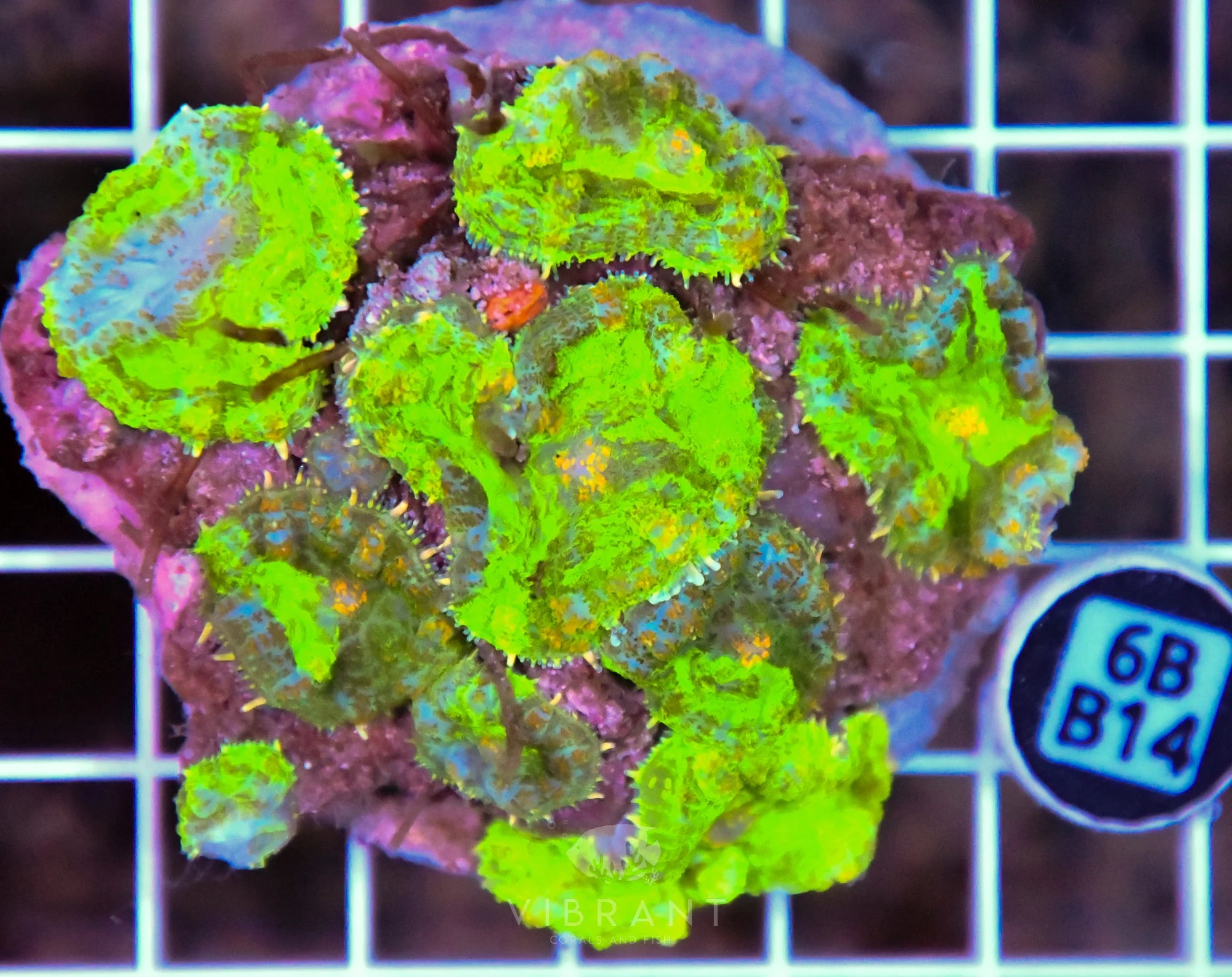 Mushroom INDO