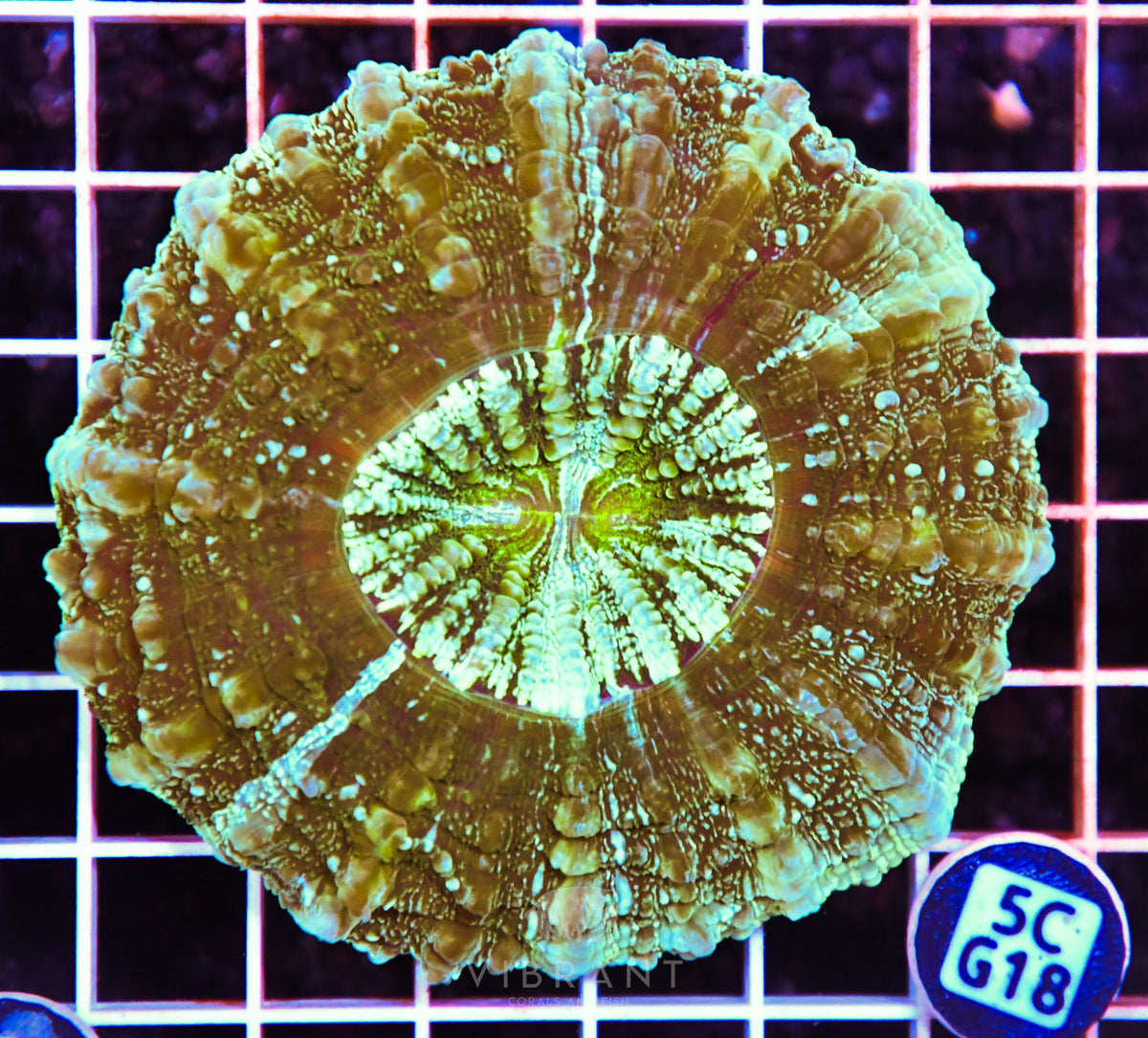 Acanthophyllia AUS