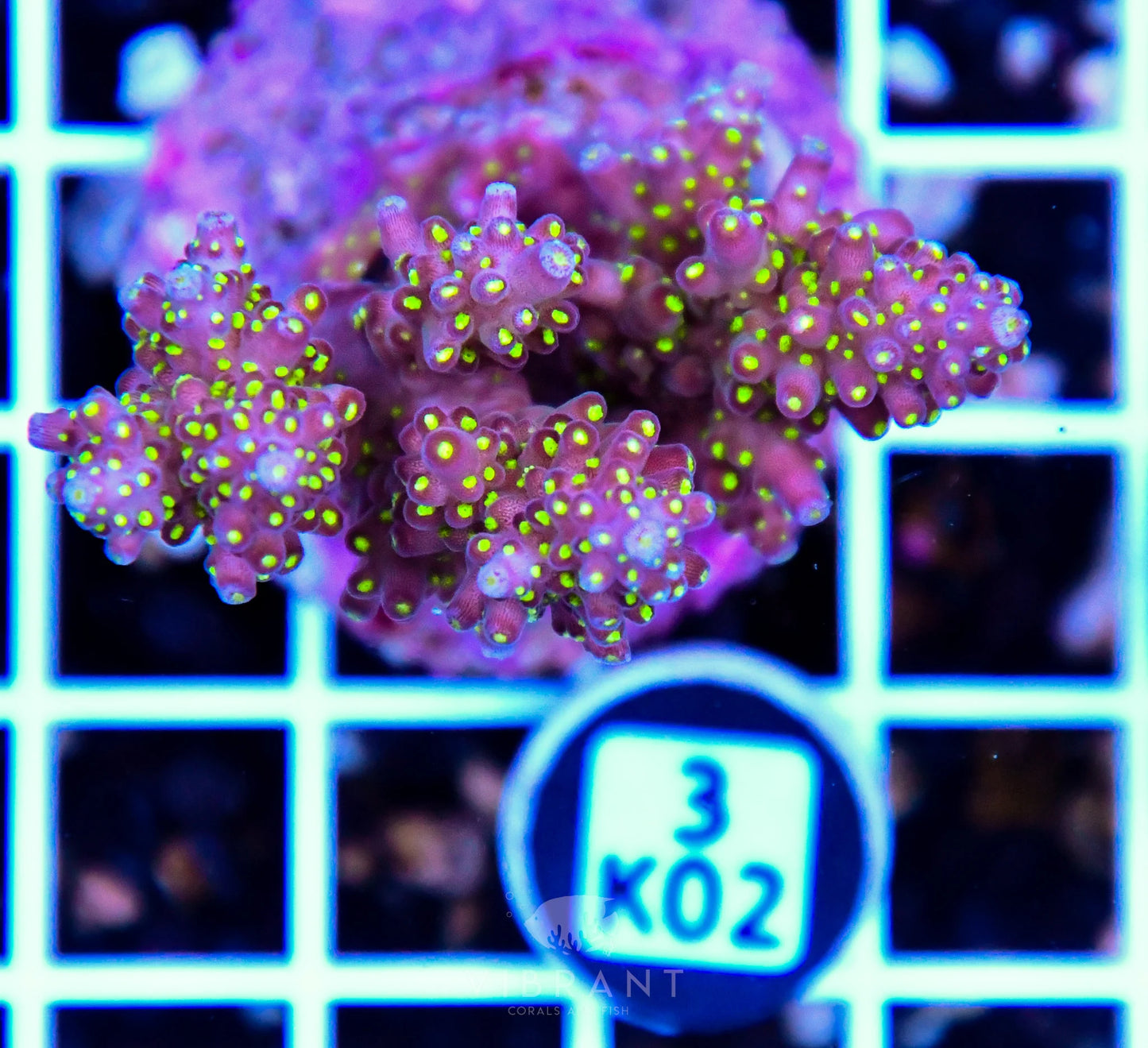 Acro Tiny INDO