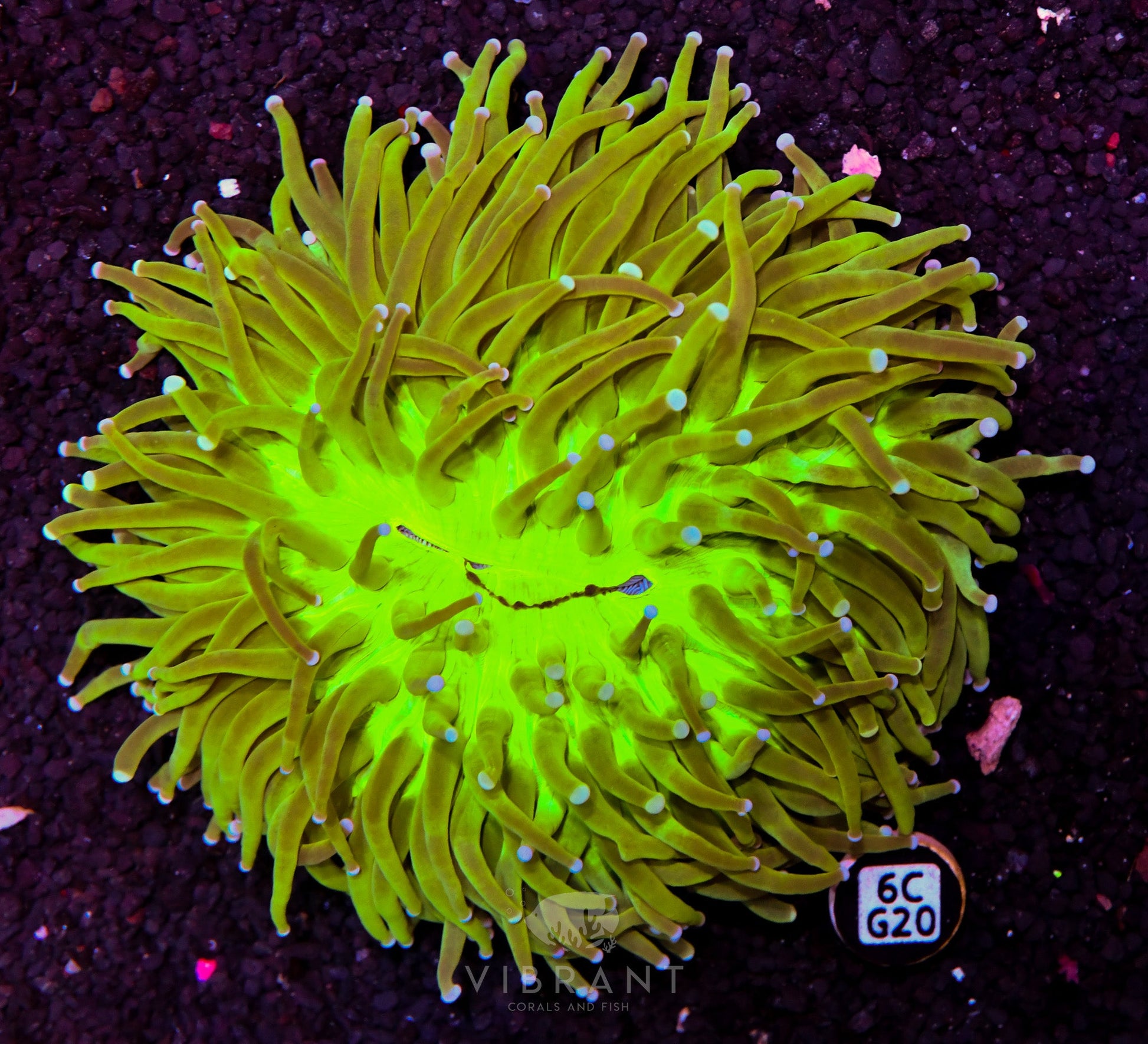 Heliofungia AUS