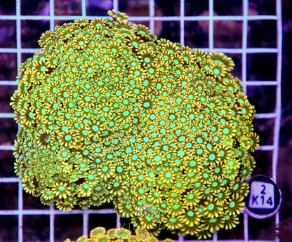 Alveopora INDO W