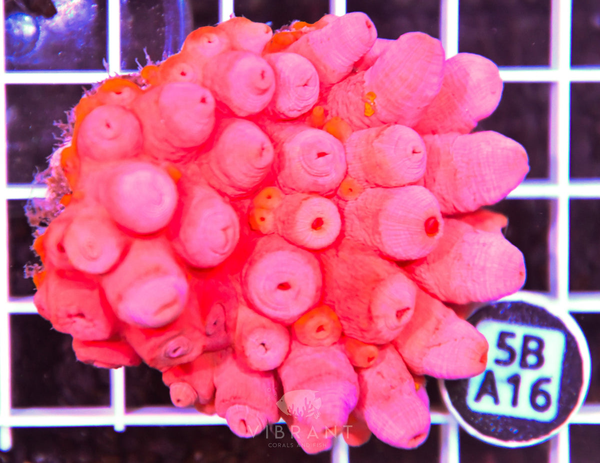 Sun Coral INDO