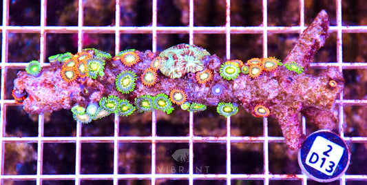 Zoa AUS