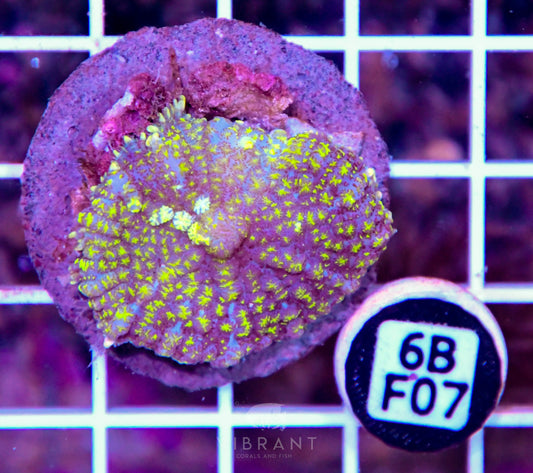 Mushroom INDO