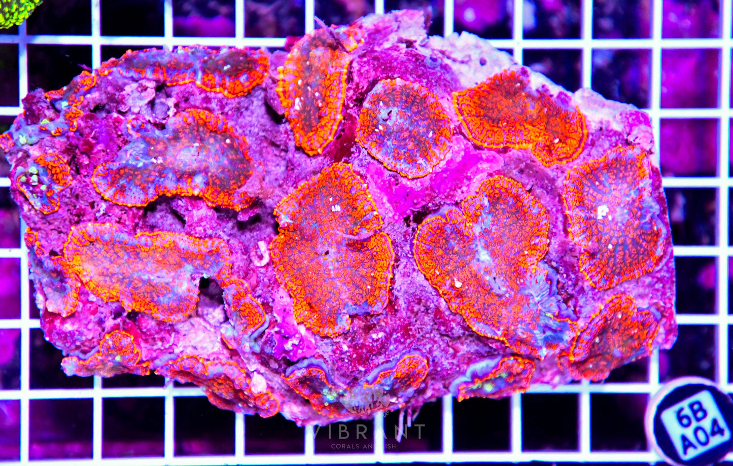 Mushroom INDO W