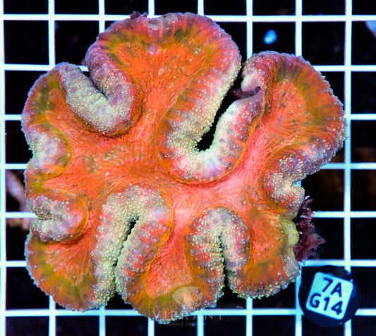 Symphyllia INDO