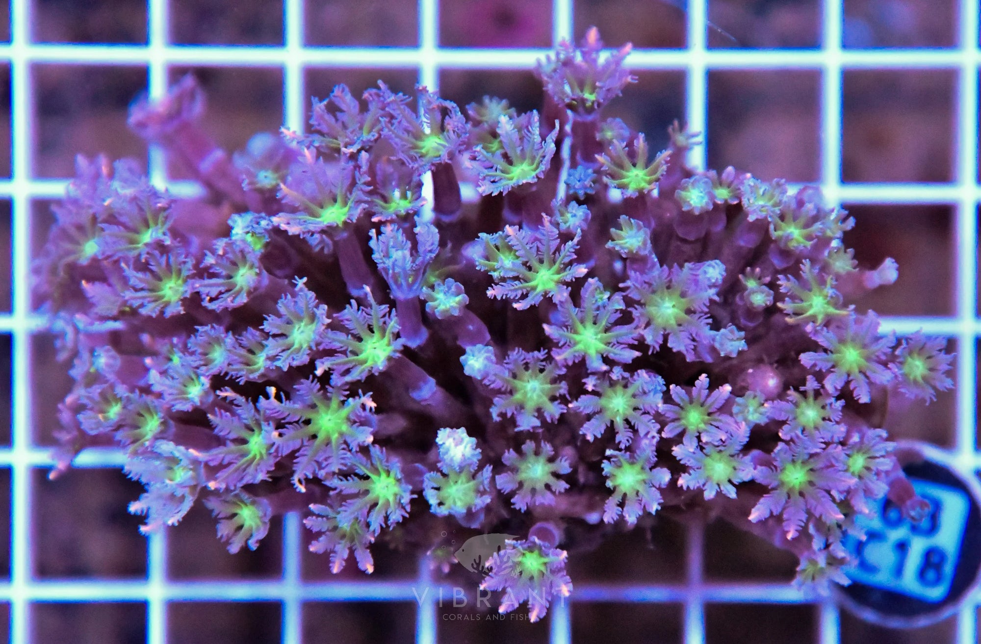 Clove Polyp INDO W