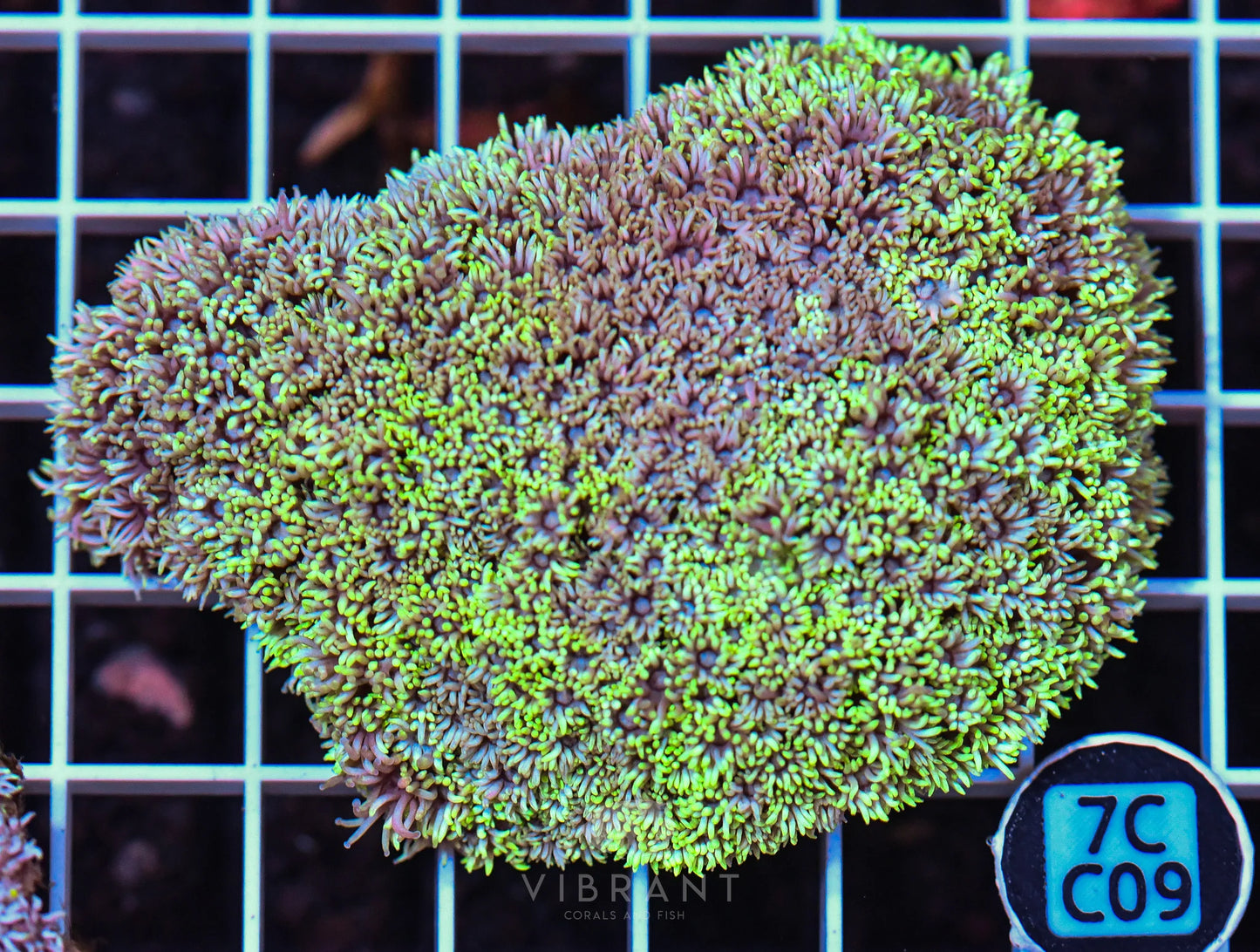 Goniopora WAUS