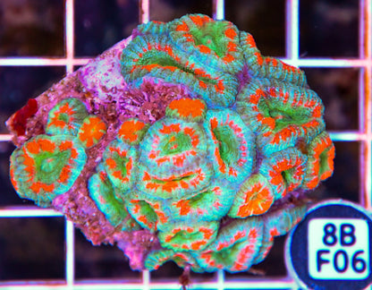 Micromussa WAUS