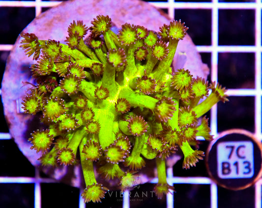 Goniopora INDO W