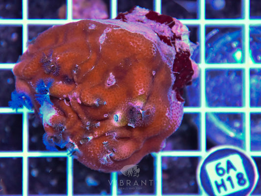 Christmas Rock INDO W
