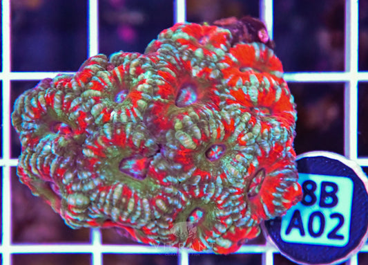 Micromussa WAUS