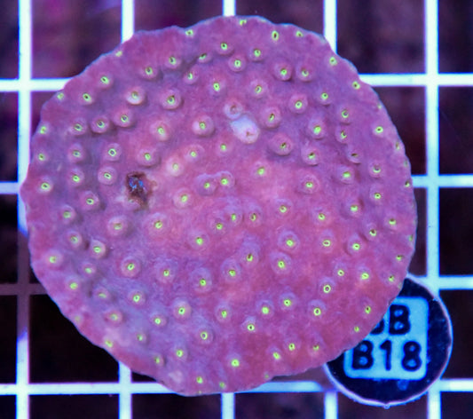Turbinaria AUS