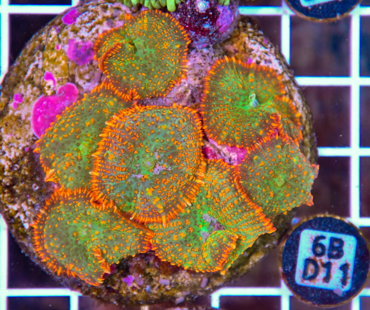 Mushroom INDO