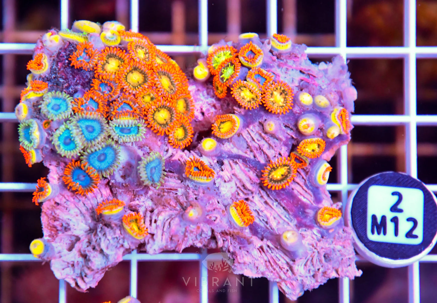 Zoa AUS
