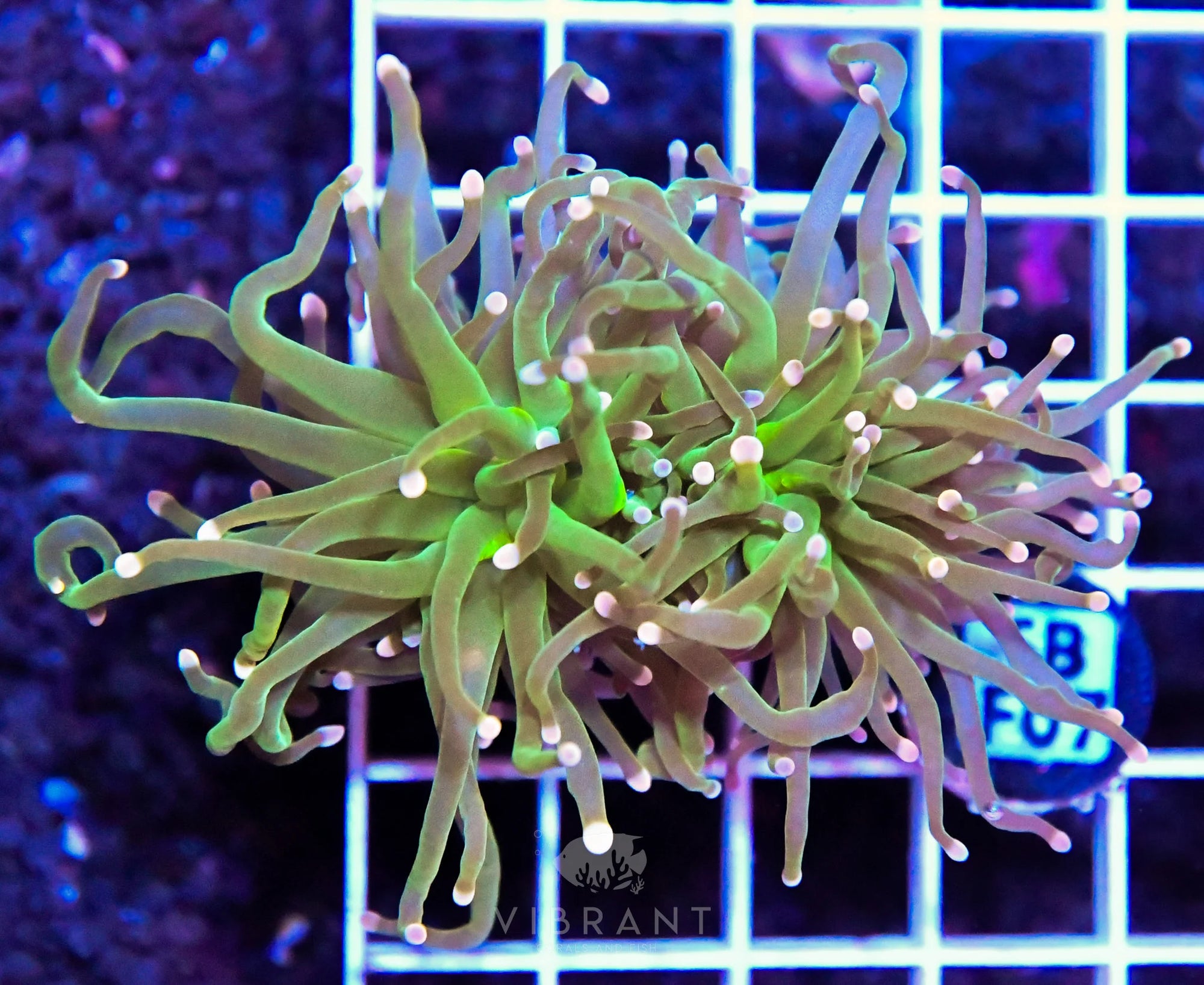 Frag Torch INDO W