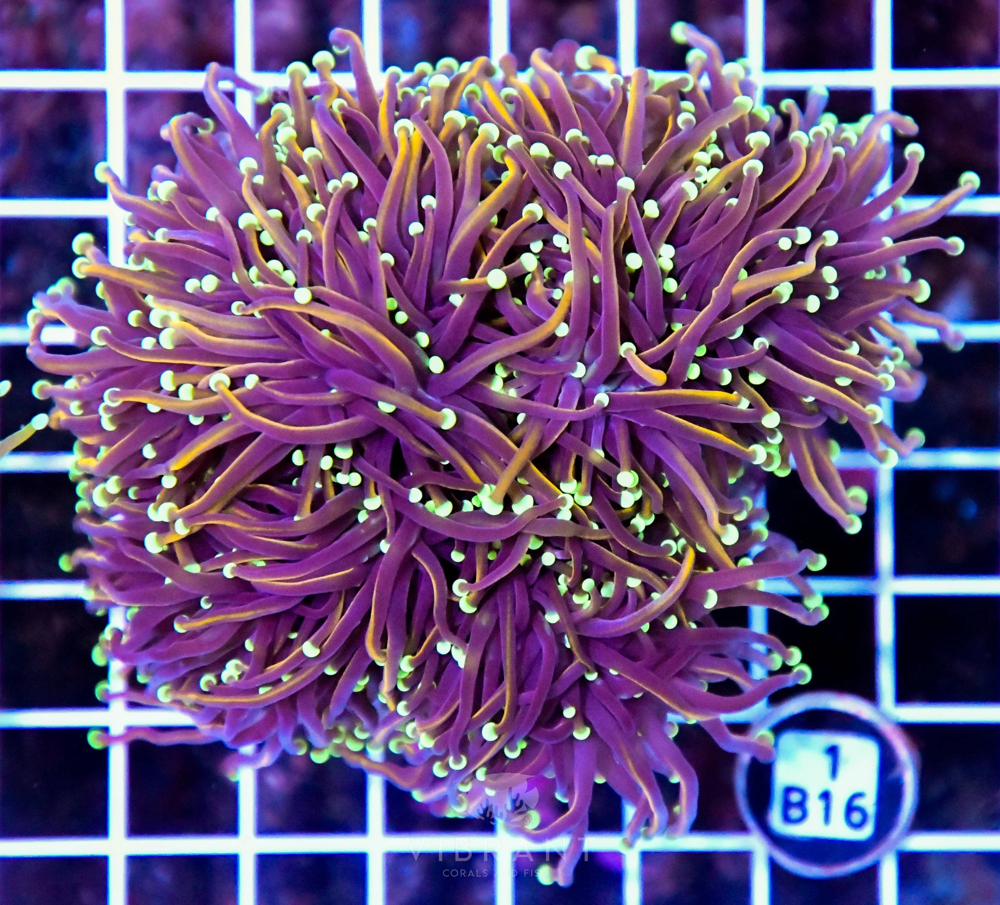 Torch INDO Colony