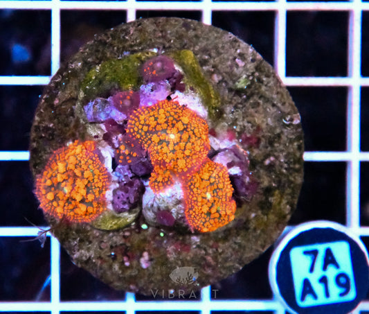 Mushroom INDO W