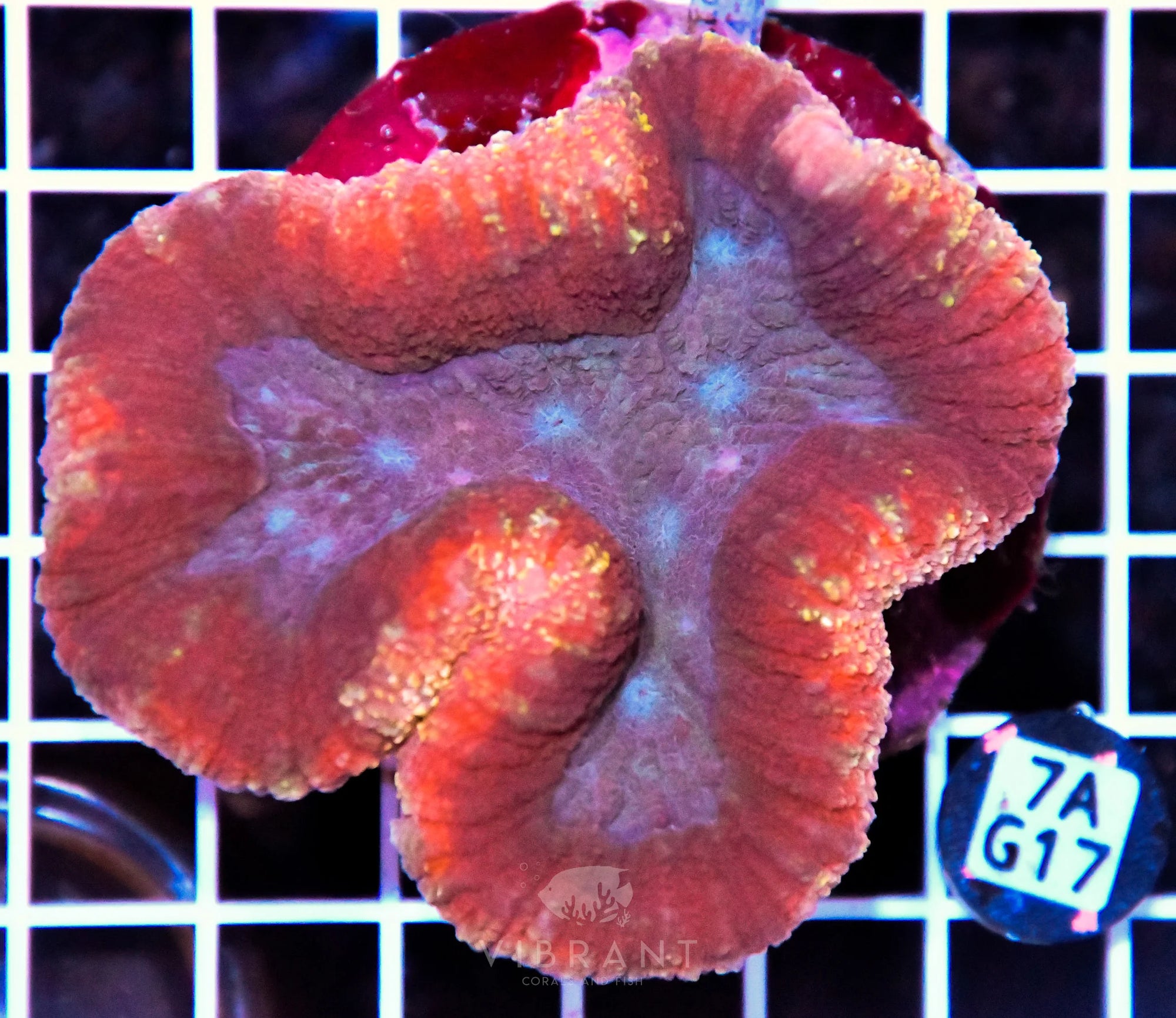 Symphyllia INDO