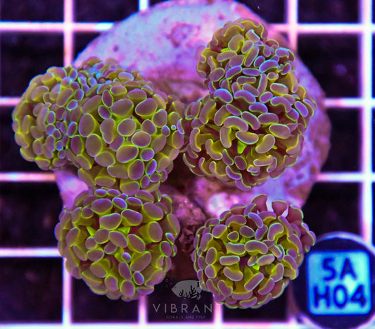 Hammer Branching INDO