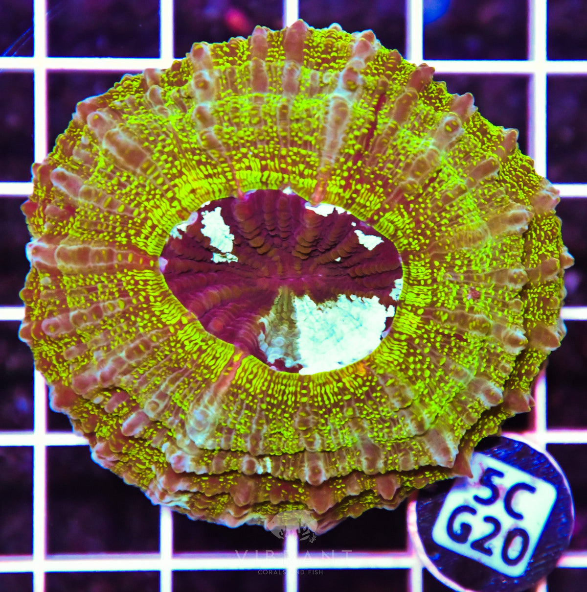 Acanthophyllia AUS