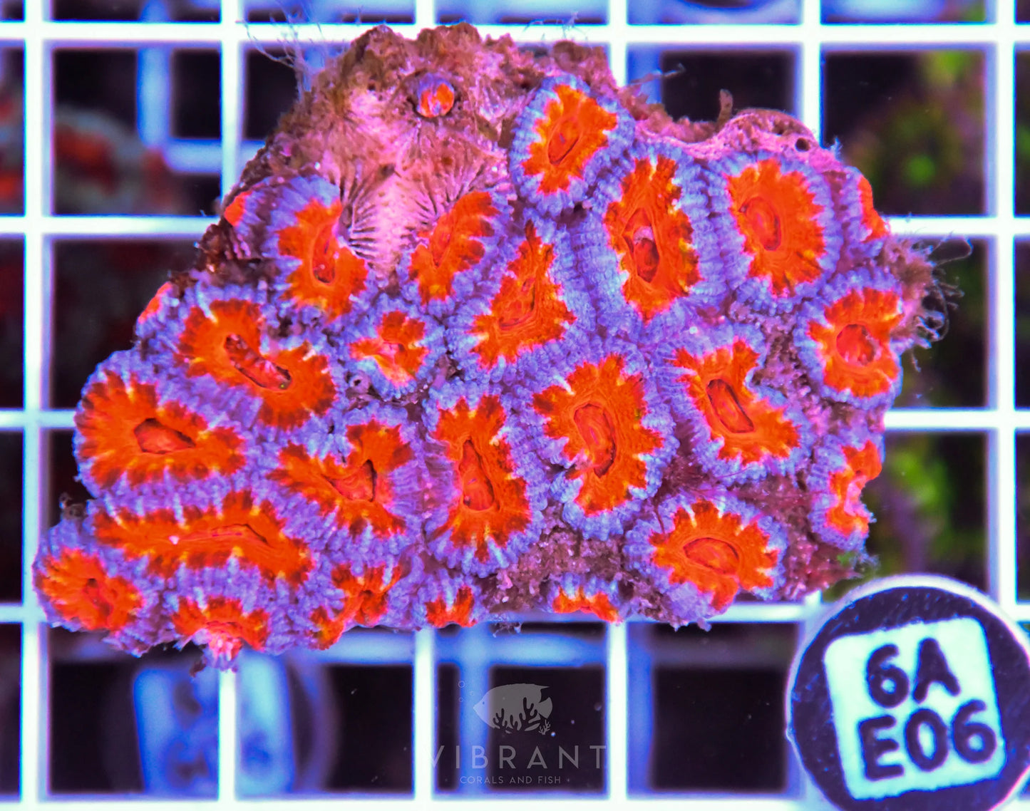 Acan Lord AUS