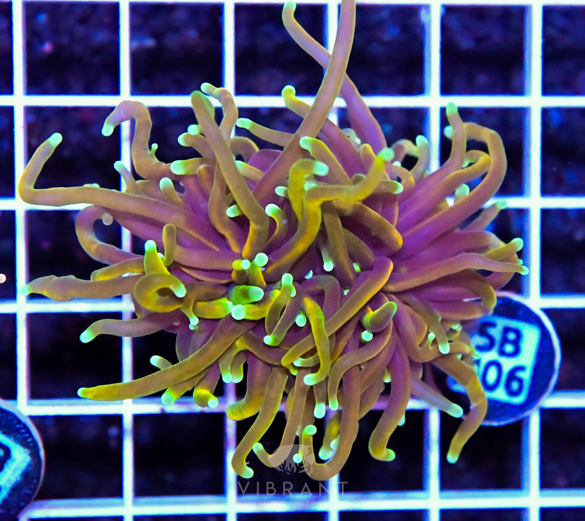 Frag Torch INDO W