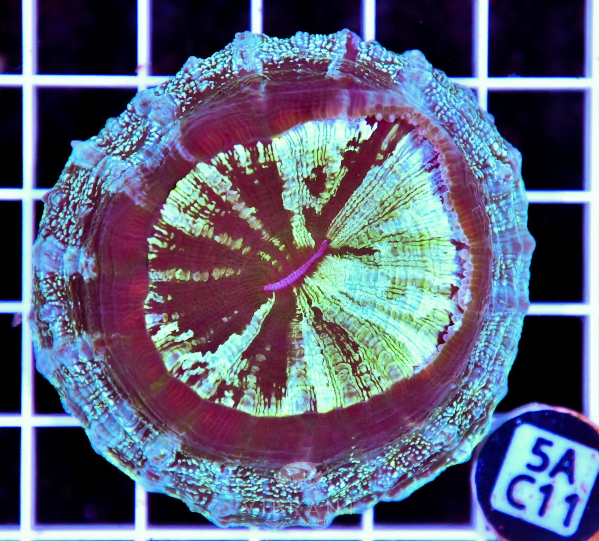 Acanthophyllia AUS